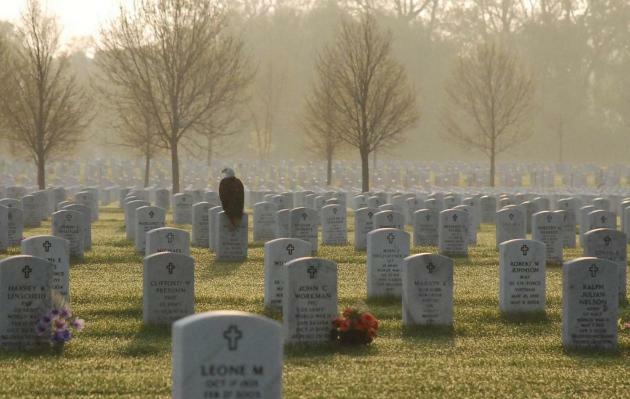 eagle perched on tombstone